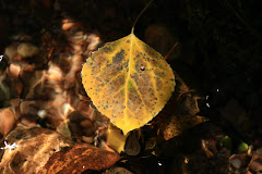 Leaf
