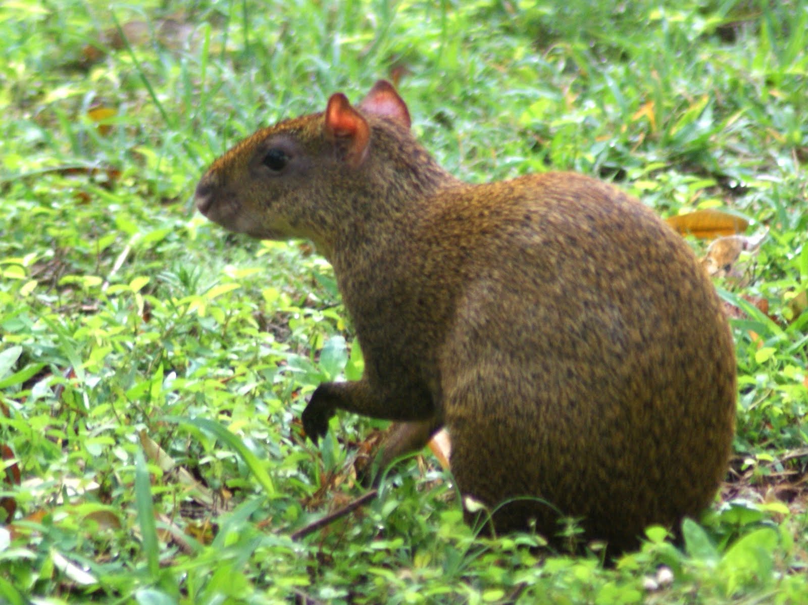 SE Texas Birding & Wildlife Watching: The Yucatan: Playa del Carmen