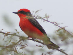 texas birds bird feathers watching wildlife birding se uvalde avian took vermilion excitement