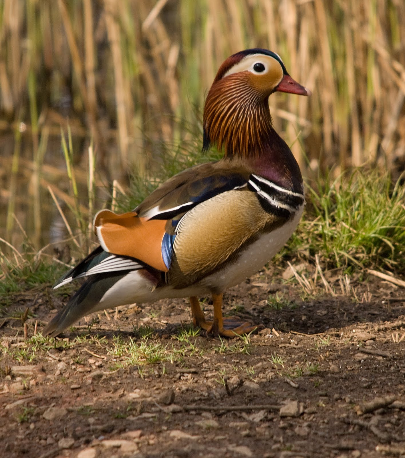 Wildlife of the Forest of Dean: April 2010