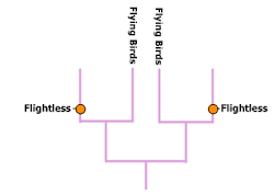 flightless birds flight form natural different don independently continents evolved several loss times modern