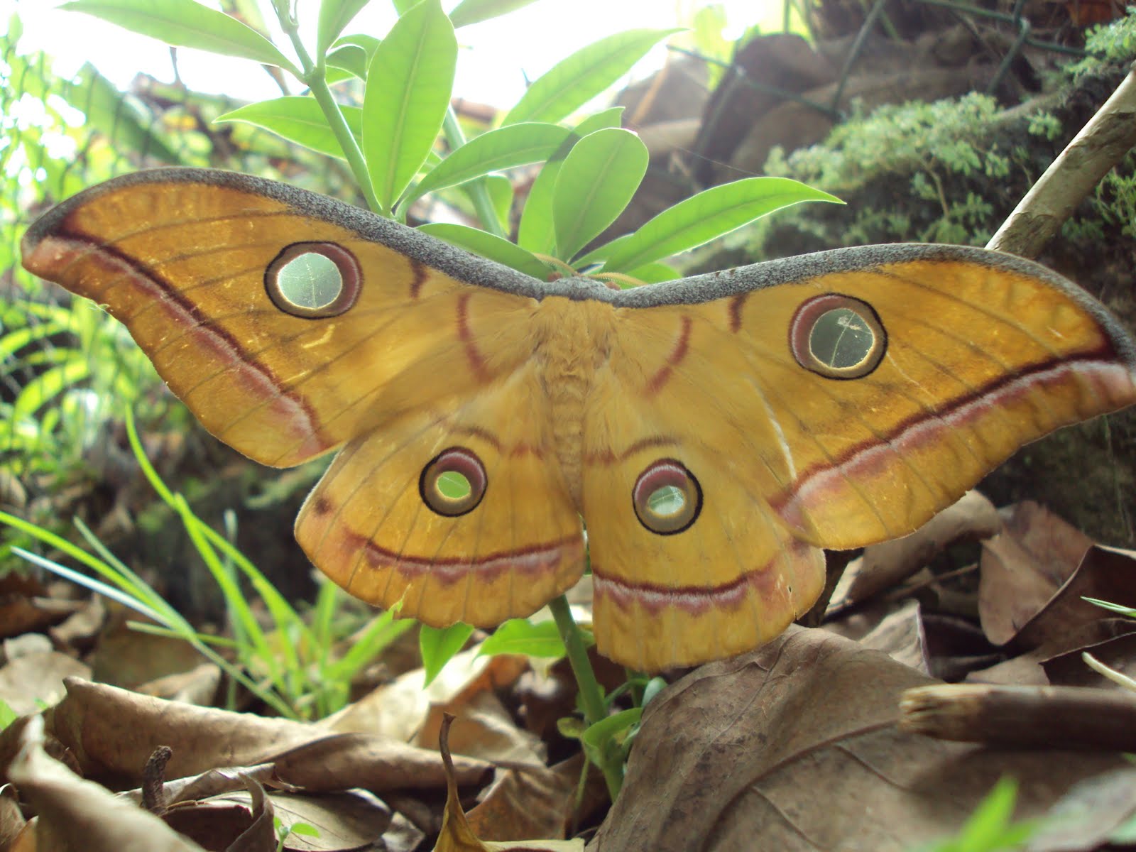 Heart to Heart Sri lanka The Wonderful World of Insects.........