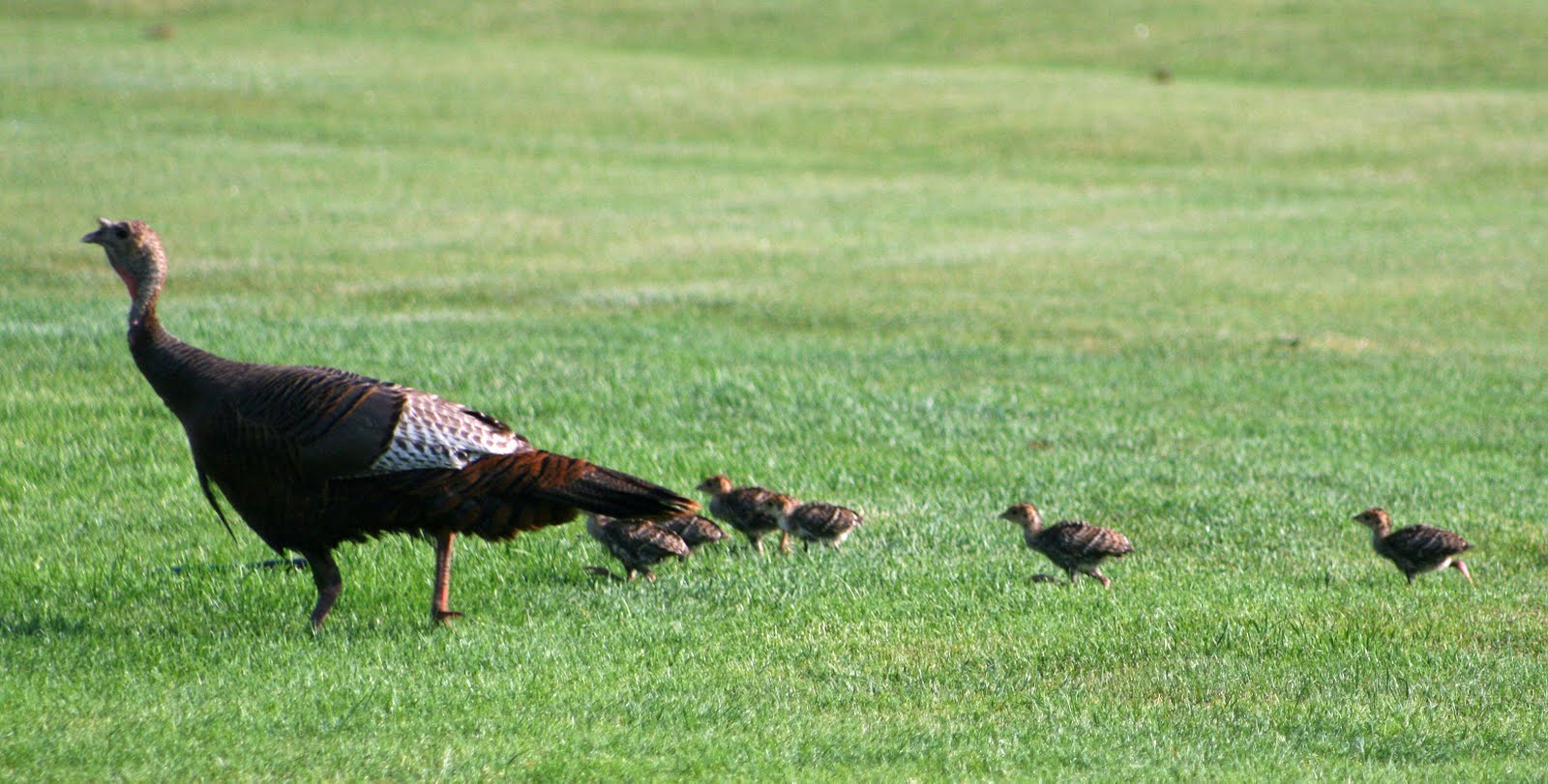 The Farms Country Club's Golf Course Superintendent, Paul Sabino Baby