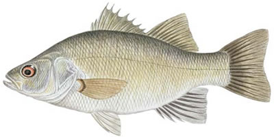 what does a perch fish look like