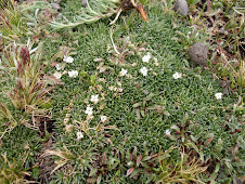 Junellia minima (Meyen) Moldenke (Verbenaceae)