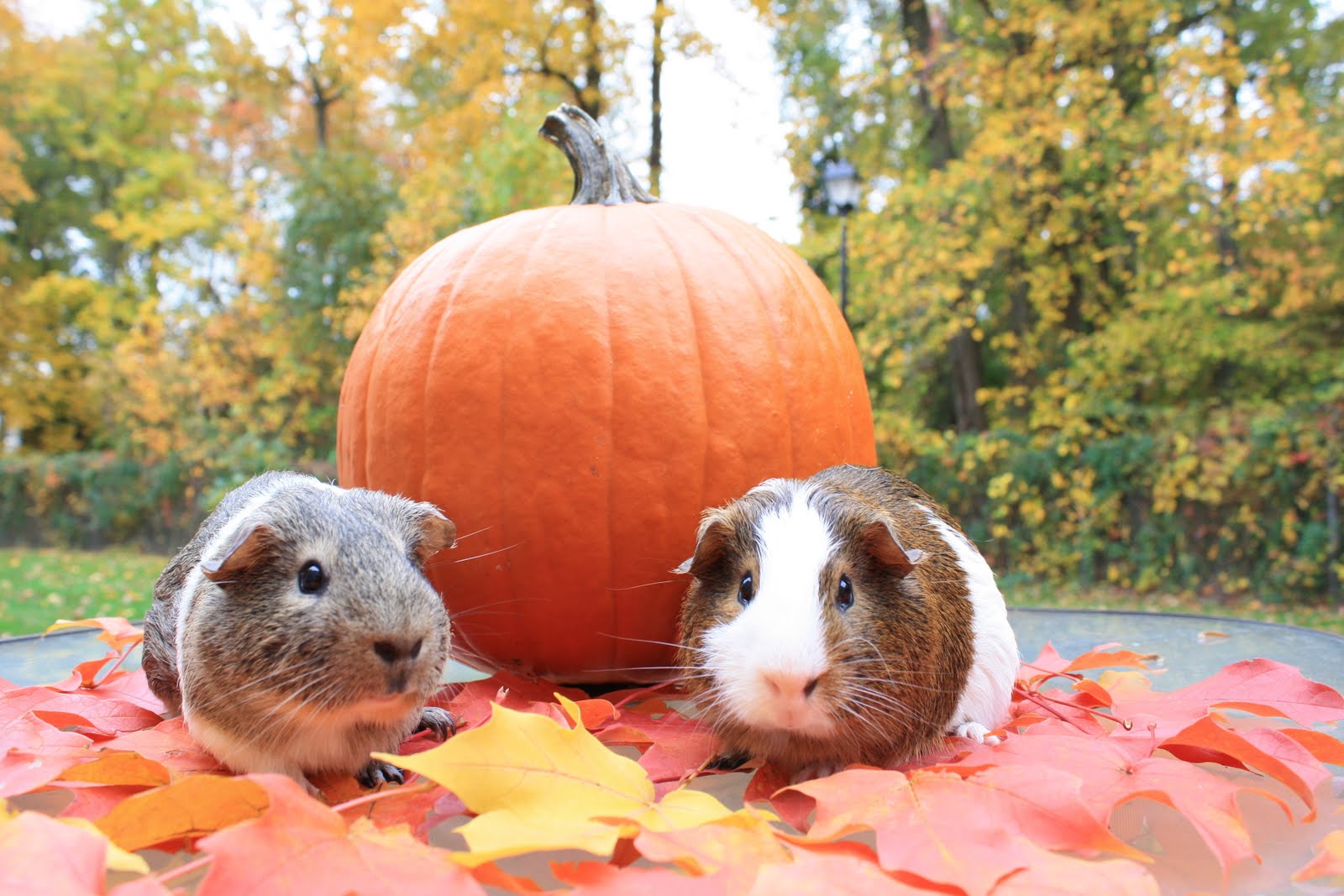 nine3oh Guinea Pigs & Pumpkins Pets