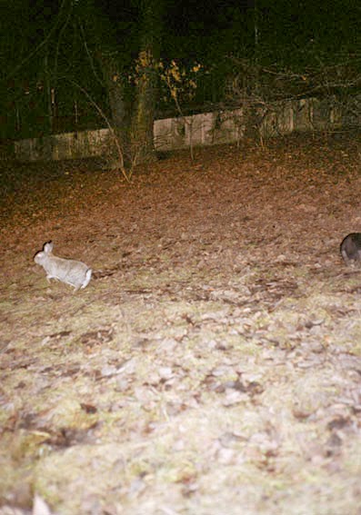 [bunny.jpg]