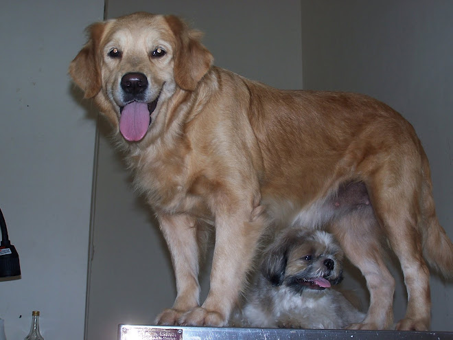anjing goldenku