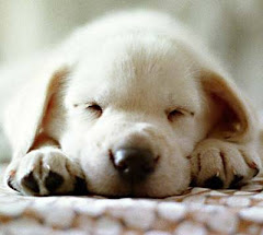 El perro el  mejor  amigo del  hombre