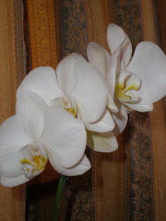 orquídeas