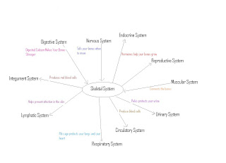 Vic's Anatomy: Skeletal System Graphic Organizer