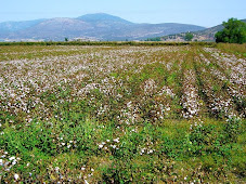 ΠΑΡΑΓΩΓΗ ΒΑΜΒΑΚΙΟΥ