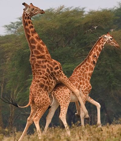 [hornyanimals_giraffes.jpg]
