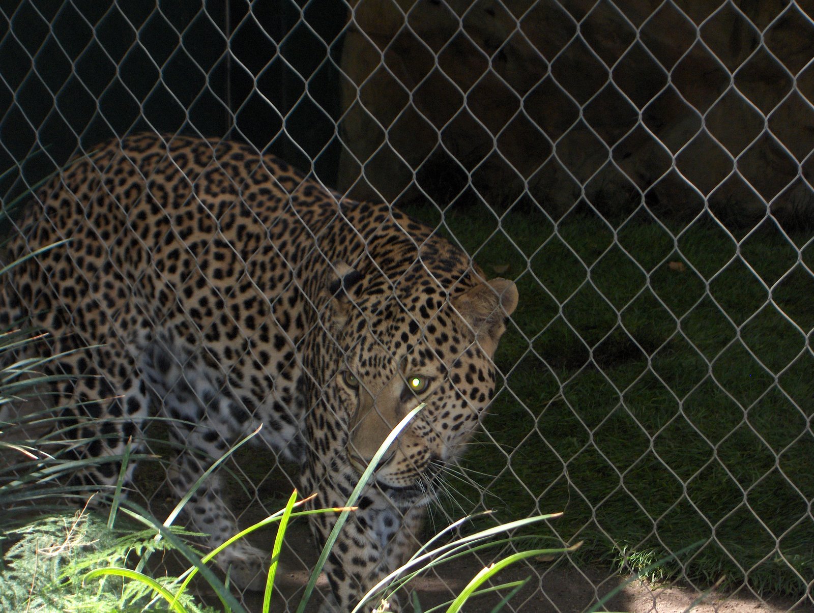[leopard.JPG]