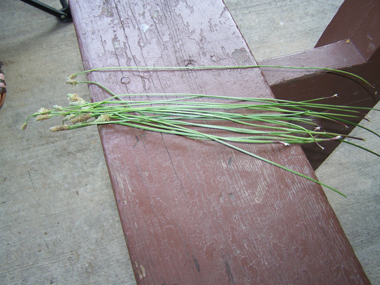 [grasshopper1.JPG]