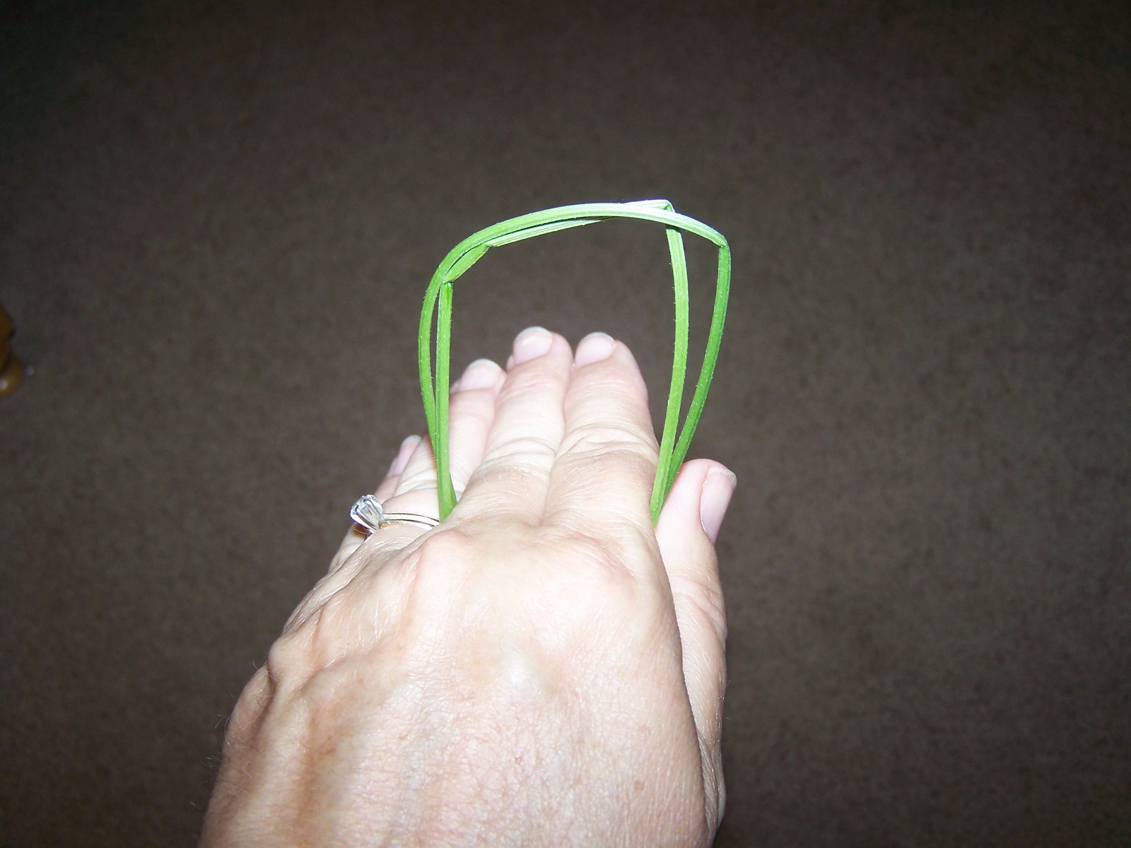 [grasshopper7.JPG]