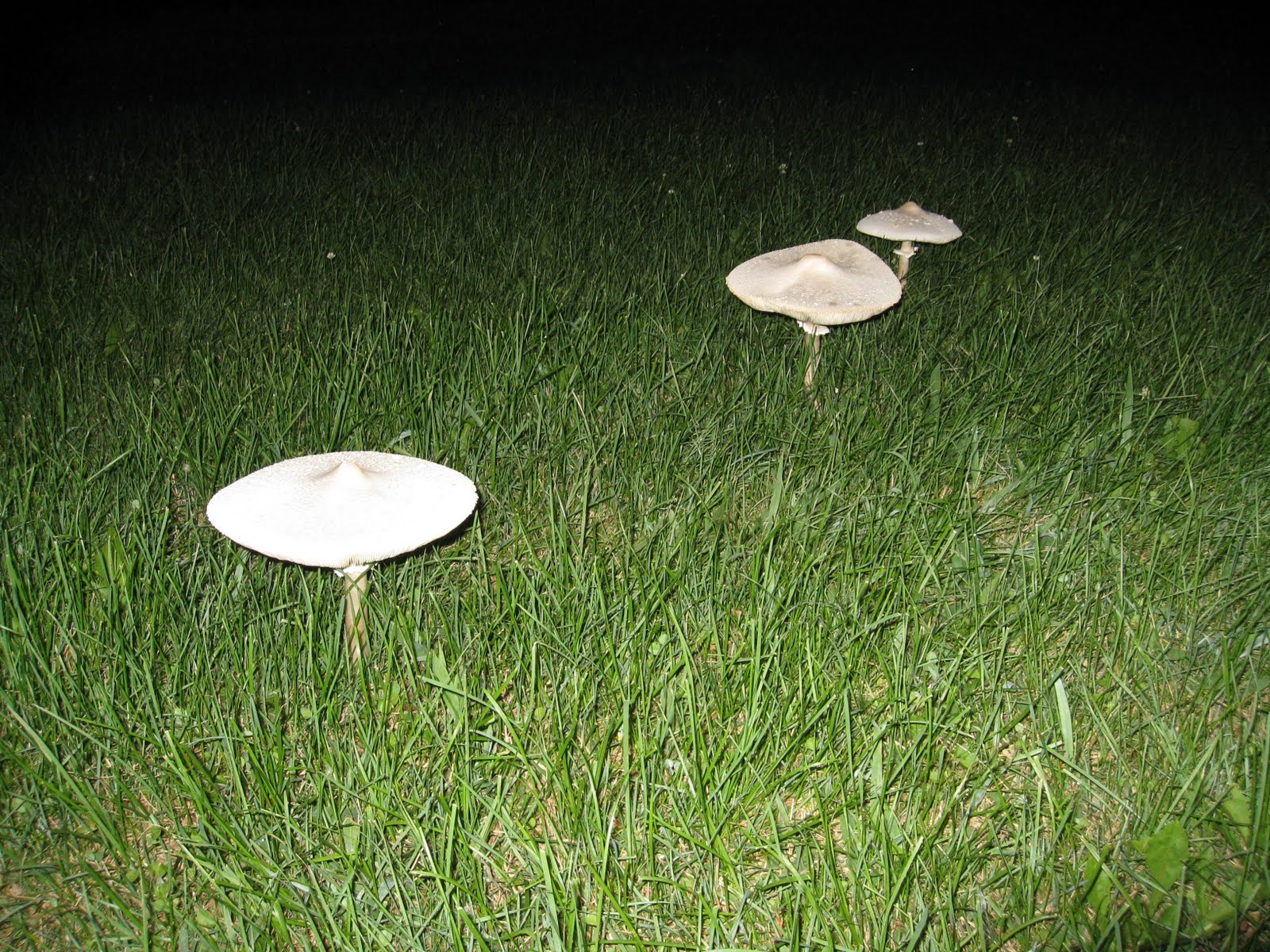 Writing in the Blackberry Patch Strange Mushrooms!