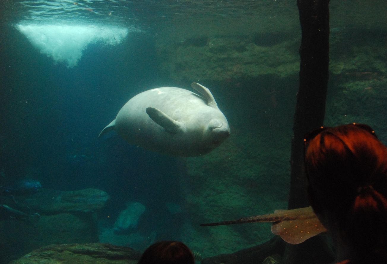 Zoo and Aquarium Design Manatee Mixed species exhibit at The Dallas