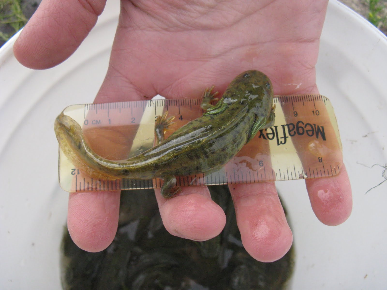 jungle life: tiger salamander life cycle