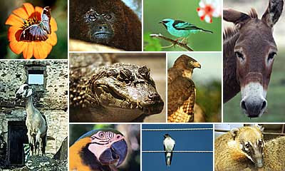 Biodiversidade da Zona Costeira e Marinha do Brasil Biodiversidade da Zona Costeira e Marinha do Brasil
