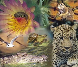 Biodiversidade Biodiversidade