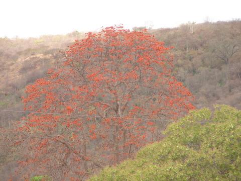 PARQUE NACIONAL DO ALTO CARIRI