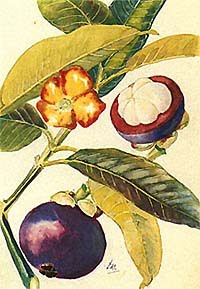 Mangostão Mudas de Mangostão