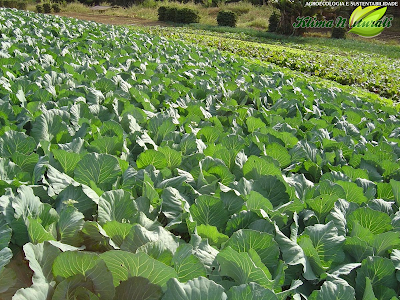 Agroecologia e Sustentabilidade #Agroecologia e Sustentabilidade