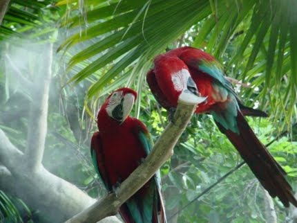 Arara Vermelha Floresta Nacional de Itaituba I | Pará