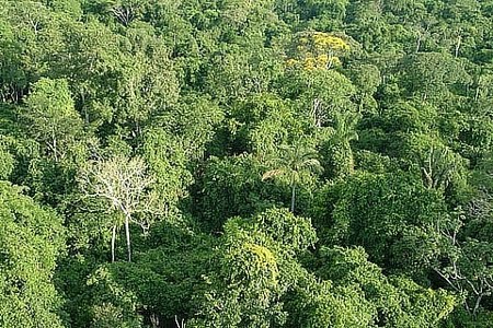 Floresta Nacional de Itaituba I | Pará Floresta Nacional de Itaituba I | Pará
