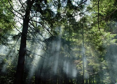Floresta Nacional de Passo Fundo | Rio Grande do Sul Floresta Nacional de Passo Fundo | Rio Grande do Sul