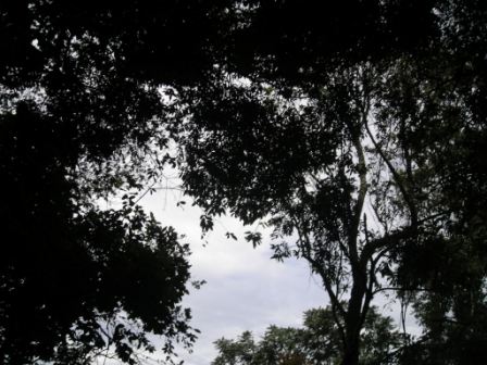 Floresta Estadual de Pederneiras Floresta Estadual de Pederneiras