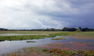 Área de Proteção Ambiental de Curiaú | Amapá Área de Proteção Ambiental de Curiaú | Amapá
