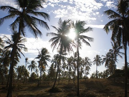 Reserva Biológica Santa Isabel | Sergipe Reserva Biológica Santa Isabel | Sergipe