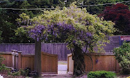 Wisteria Welcome