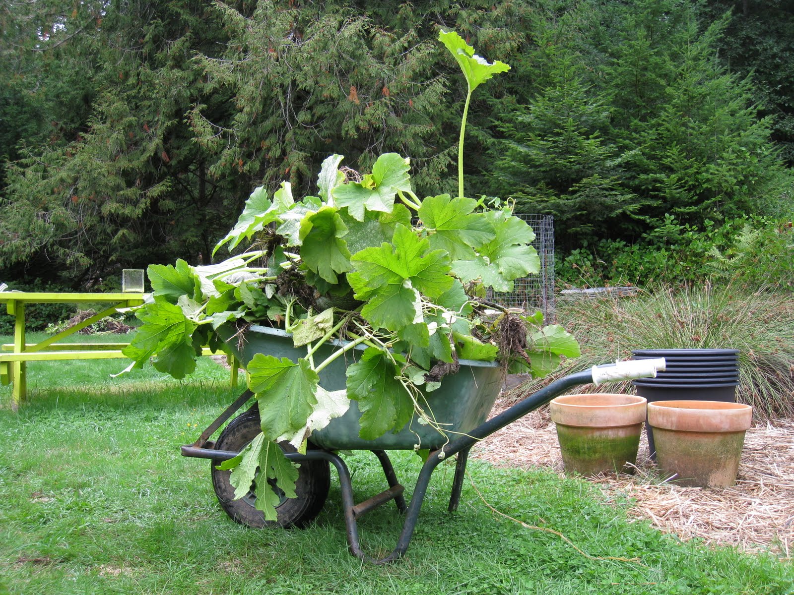 Christina's Garden zucchini blossoms