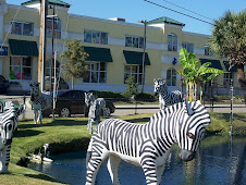 Zebras in Myrtle Beach!