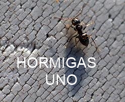 Vida de las Hormigas (I)