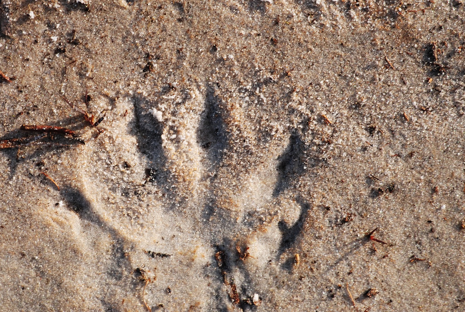 Field Notes and Photos Amberjack Preserve, Englewood Florida
