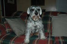 My Dog