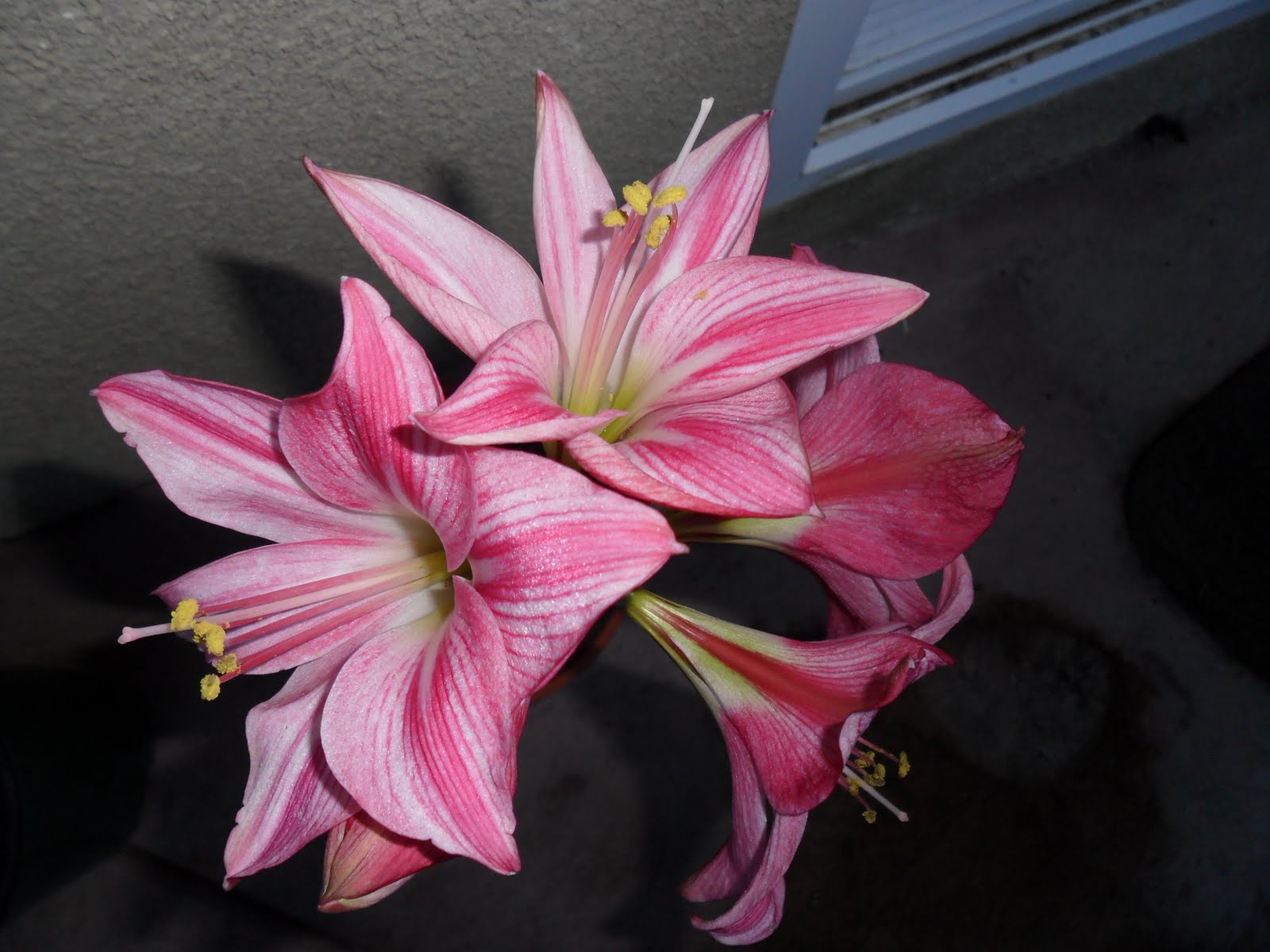 Zone 10 Garden More Amaryllis and Methi