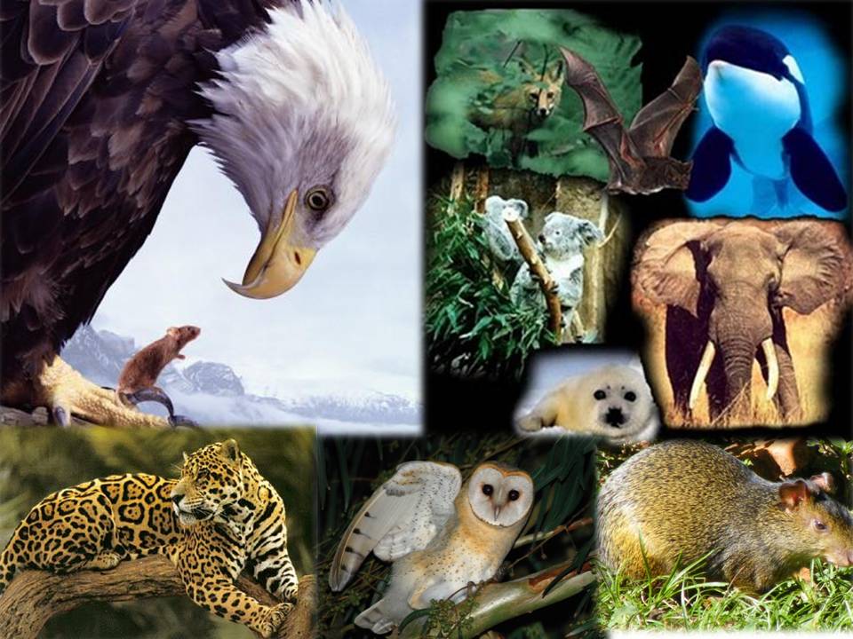Conjunto De Condições Naturais Que Atuam Sobre Os Seres Vivos