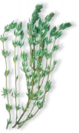 HERBAL: THYMI HERBAL UNTUK MENGATASI BATUK DAN MASALAH LAMBUNG