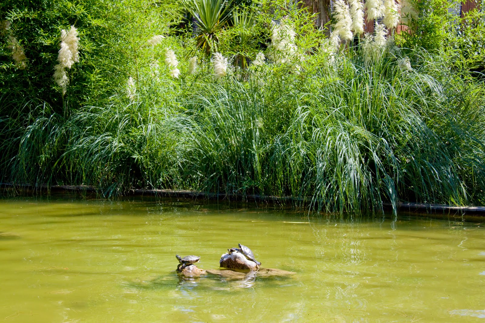 Naturaleza Muerta Ecosistemas Artificiales