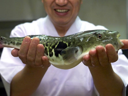 [2004_fugu_a_lg.jpg]