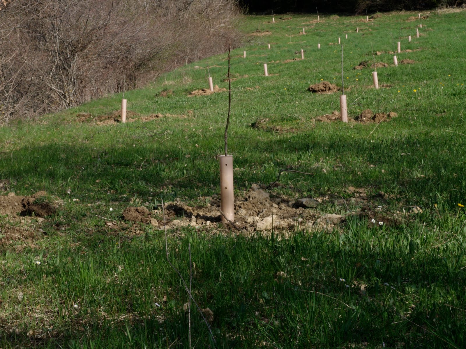 Cultivo de nogales en un prado de siega a un marco de plantación de 6x5.