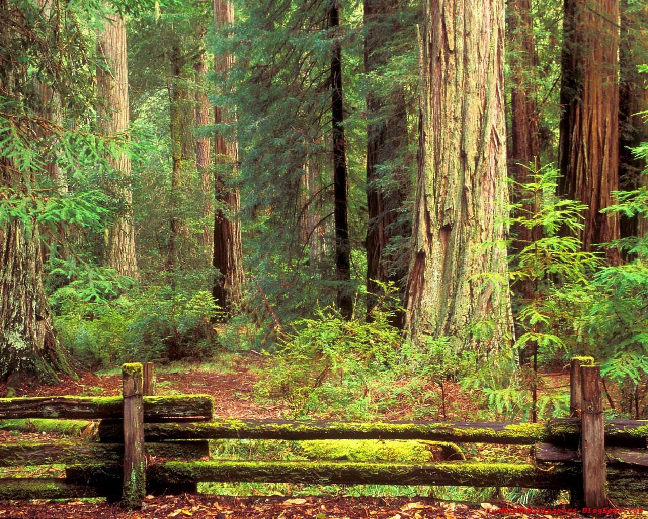 [FunN2sHhWallPapers.Blogspot.com_California.Walls_7.jpg]