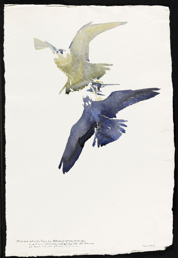 Tim Wootton Wildlife Art Drawing & Painting Birds New Book Release