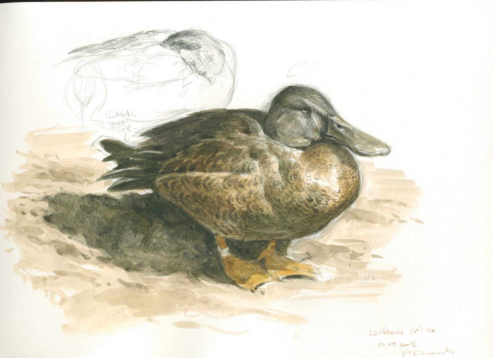 Tim Wootton Wildlife Art Drawing & Painting Birds New Book Release