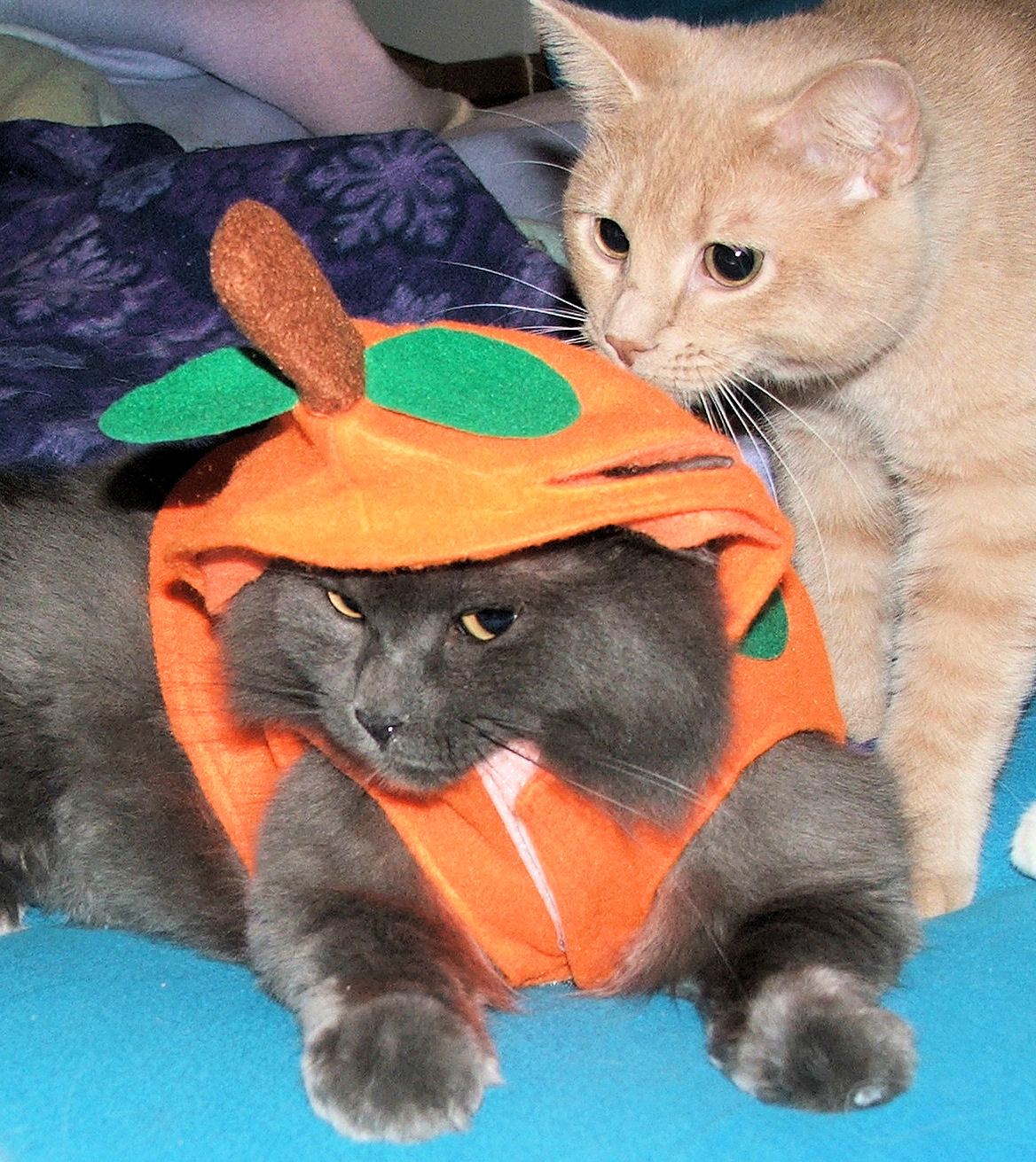 Ozark Mountain Cats: Halloween Cats....